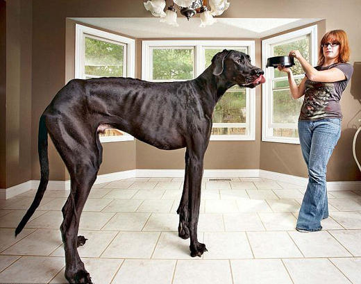 worlds tallest.